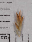 Ovateleaf flatsedge